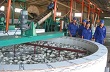 Phú Yên: Có nhà máy, người trồng cao su yên tâm hơn